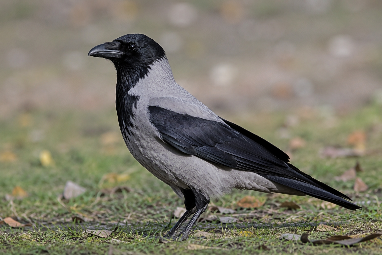 Kråka