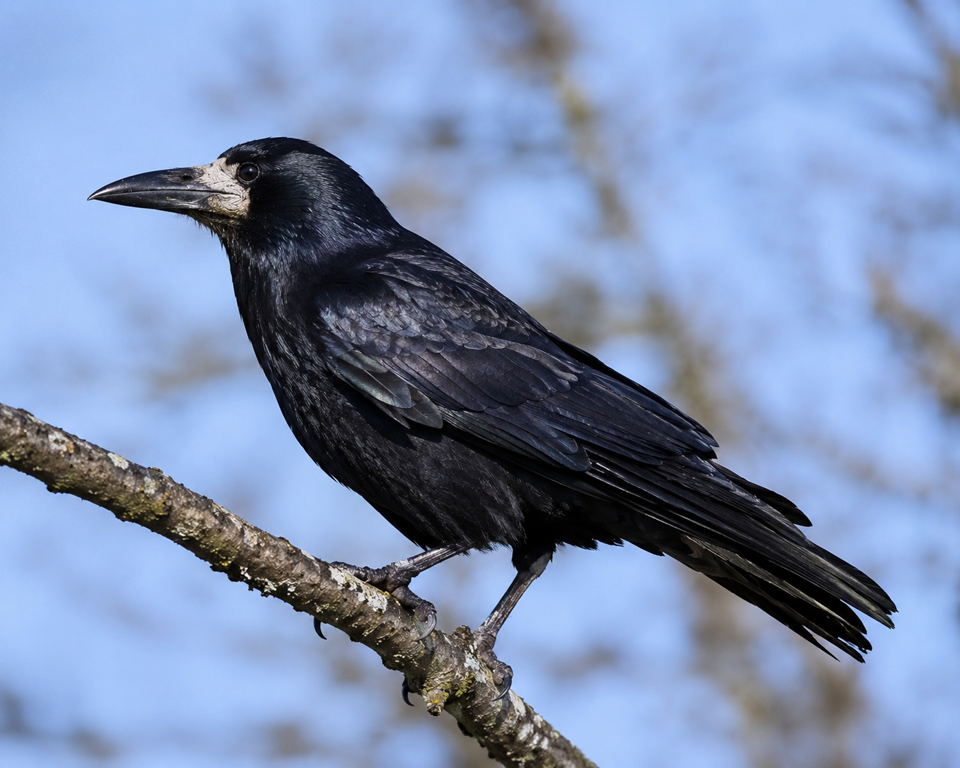 Råka